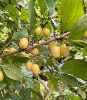 Cornus mas 'Yantarny'